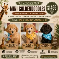Tigra - F1BB Mini Goldendoodle, a female Poodle - Miniature  and Miniature Goldendoodle for sale in Madison, WI – 2 of 2