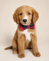 Rodeo (REDUCED) Med Mini Goldendoodle Flat Coat, a male Miniature Golden Retriever and Miniature Goldendoodle for sale in Madison, WI – 3 of 6