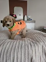 Pumpkin F2B Mini Goldendoodle, a female Miniature Goldendoodle for sale in Madison, WI – 4 of 8