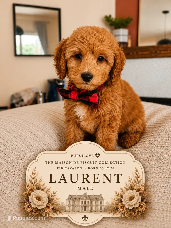 Laurent - F1B Cavapoo  – Cavapoo puppy for sale in Madison, WI