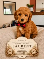 Laurent - F1B Cavapoo , a male Cavapoo for sale in Madison, WI – 1 of 1