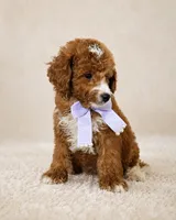 Ember • Micro Petite Mini Goldendoodle, a female Miniature Goldendoodle for sale in Madison, WI – 4 of 6