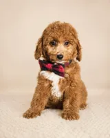 Graham • Micro Mini Goldendoodle TRAINED, a male Miniature Goldendoodle for sale in Madison, WI – 6 of 6