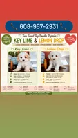 Lemon Drop - REDUCED TOY / MINI POODLE, a female Poodle - Toy  for sale in Madison, WI – 2 of 3