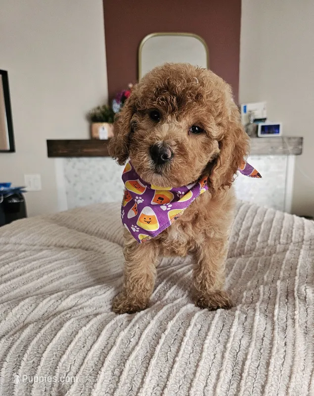 BOO F2B Mini Goldendoodle  – Miniature Goldendoodle puppy for sale in Madison, WI