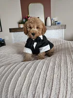 Jack F2B Mini Goldendoodle, a male Miniature Goldendoodle for sale in Madison, WI – 5 of 10