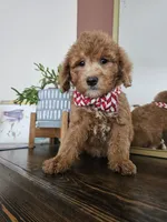 F1B Mini Goldendoodle - MALE Trained, a male Miniature Goldendoodle for sale in Madison, WI – 2 of 4