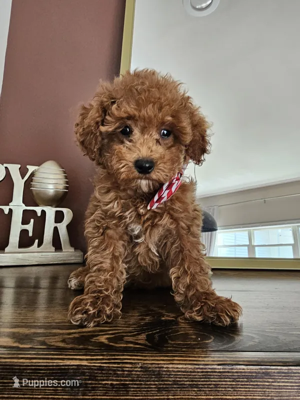 Berry Biscuit - Male Toy – Poodle - Toy  puppy for sale in Madison, WI