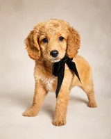 Taffy - Med Mini Goldendoodle Flat Coat, a female Miniature Goldendoodle for sale in Madison, WI – 6 of 6