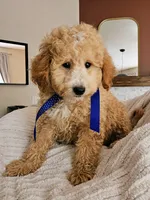 Whoodle _ REDUCED, a male Whoodle for sale in Madison, WI – 2 of 5