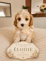 Elodie - F1 Cockapoo, a female Cockapoo for sale in Madison, WI – 1 of 1