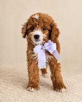 Ember • Micro Petite Mini Goldendoodle, a female Miniature Goldendoodle for sale in Madison, WI – 6 of 6