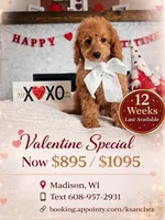 Rosie - F1B Mini Goldendoodle, a female Poodle - Miniature  and Miniature Goldendoodle for sale in Madison, WI – Photo 1 of 3