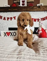 Rosie - F1B Mini Goldendoodle, a female Poodle - Miniature  and Miniature Goldendoodle for sale in Madison, WI – Photo 3 of 3