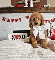 Rosie - F1B Mini Goldendoodle, a female Poodle - Miniature  and Miniature Goldendoodle for sale in Madison, WI – Photo 2 of 3