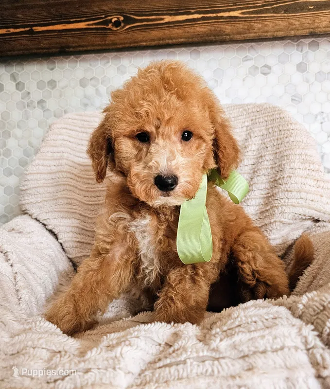 Queenie - F1B Petite Mini Goldendoodle – Miniature Goldendoodle puppy for sale in Madison, WI