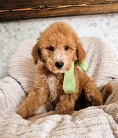 Queenie - F1B Petite Mini Goldendoodle, a male Miniature Goldendoodle for sale in Madison, WI – 1 of 1