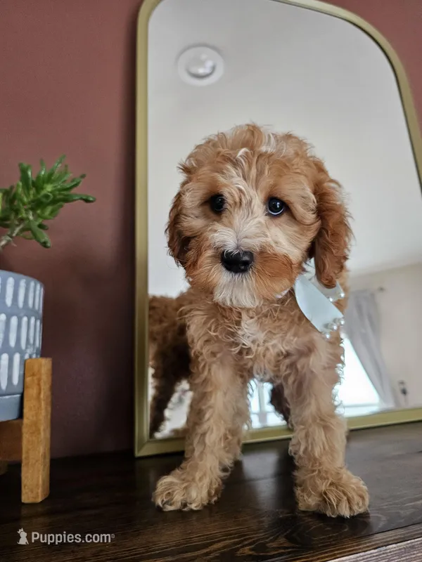 Blossom - F2 Cavapoo – Cavapoo puppy for sale in Madison, WI