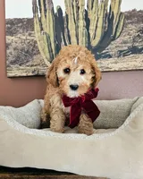 Blossom - F2 Cavapoo, a female Cavapoo for sale in Madison, WI – Photo 2 of 3