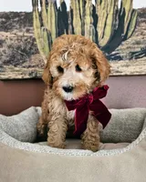 Blossom - F2 Cavapoo, a female Cavapoo for sale in Madison, WI – Photo 3 of 3