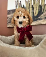 Blossom - F2 Cavapoo, a female Cavapoo for sale in Madison, WI – Photo 1 of 3