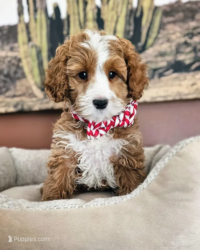 Sprout Cake - Cavapoo F2 – Cavapoo puppy for sale in Madison, WI