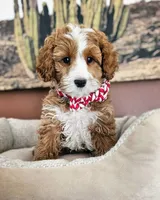 Sprout Cake - Cavapoo F2, a male Cavapoo for sale in Madison, WI – Photo 1 of 2