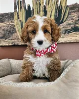 Sprout Cake - Cavapoo F2, a male Cavapoo for sale in Madison, WI – Photo 2 of 2