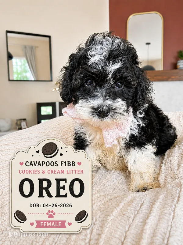 Oreo -  F1B Cavapoo – Cavapoo puppy for sale in Madison, WI