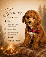 S’more • Micro Mini F1BB, a male Miniature Goldendoodle for sale in Madison, WI – 1 of 1