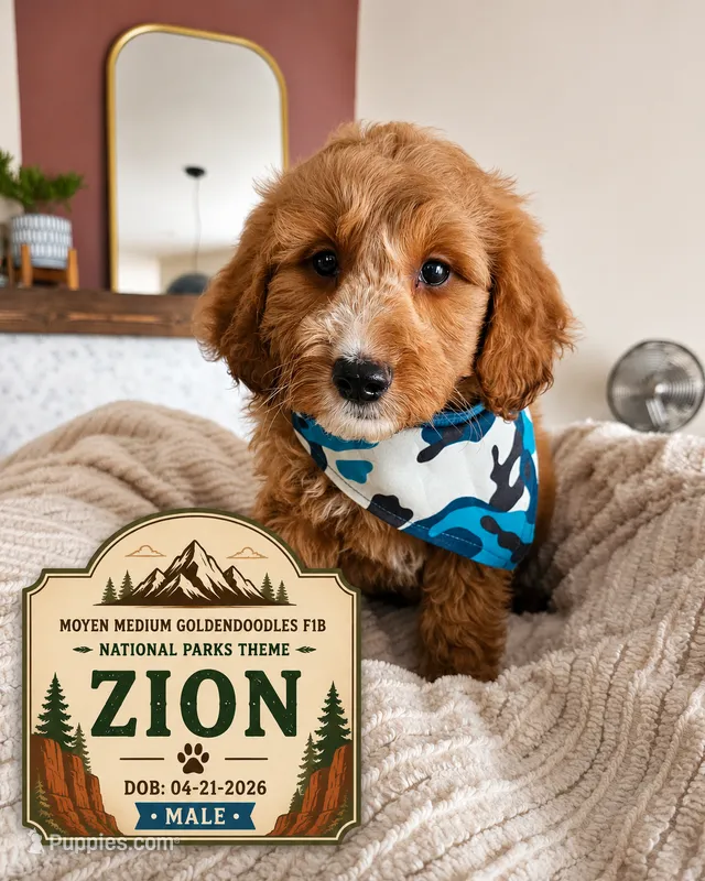 Zion - Medium Moyen Goldendoodle – Goldendoodle puppy for sale in Madison, WI