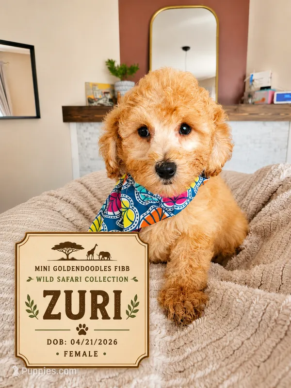 Zuri - F1BB Mini Goldendoodle, a female Miniature Goldendoodle for sale in Madison, WI – 1 of 2