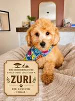 Zuri - F1BB Mini Goldendoodle, a female Miniature Goldendoodle for sale in Madison, WI – 1 of 2