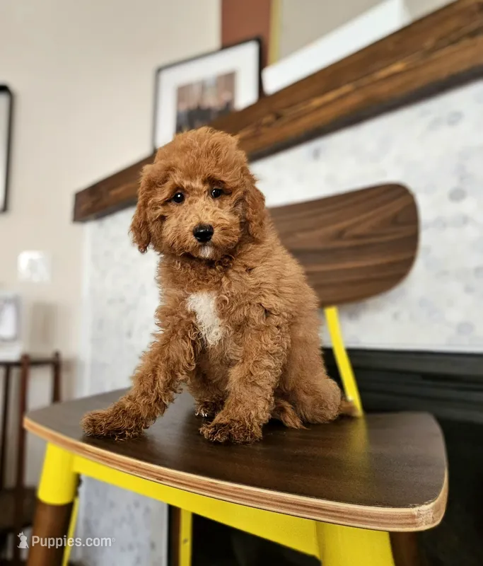 Harvest - F2BB FEMALE Mini Goldendoodle – Miniature Goldendoodle puppy for sale in Madison, WI