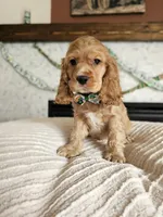 Lucky, a female Cocker Spaniel for sale in Madison, WI – Photo 1 of 2
