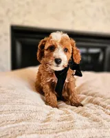 Aurora - Petite Mini Goldendoodle, a female Miniature Goldendoodle for sale in Madison, WI – Photo 1 of 2