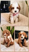 Aurora - Petite Mini Goldendoodle, a female Miniature Goldendoodle for sale in Madison, WI – Photo 2 of 2