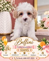 Bellini - Toy Maltipoo Female, a female Maltipoo for sale in Madison, WI – 1 of 2