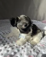 Jakob, a male Havanese and Shih Tzu for sale in Wooster, OH – Photo 4 of 6