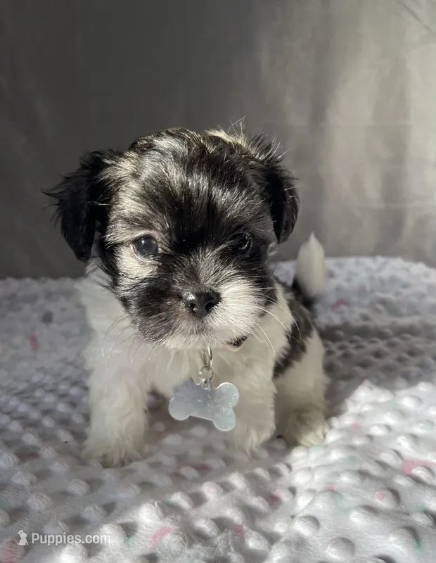 Jakob, a male Havanese and Shih Tzu for sale in Wooster, OH – Photo 1 of 6