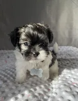 Jakob, a male Havanese and Shih Tzu for sale in Wooster, OH – Photo 1 of 6