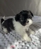 Jakob, a male Havanese and Shih Tzu for sale in Wooster, OH – Photo 6 of 6