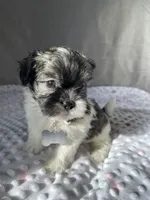 Jakob, a male Havanese and Shih Tzu for sale in Wooster, OH – Photo 2 of 6