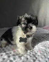 Jakob, a male Havanese and Shih Tzu for sale in Wooster, OH – Photo 5 of 6