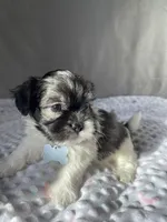 Jakob, a male Havanese and Shih Tzu for sale in Wooster, OH – Photo 3 of 6