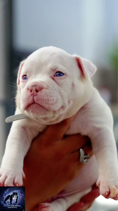 Polar Bear (POCKET EXTREME), a male American Bully for sale in Fort Myers, FL – 5 of 5