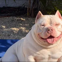 Polar Bear (POCKET EXTREME), a male American Bully for sale in Fort Myers, FL – 2 of 5