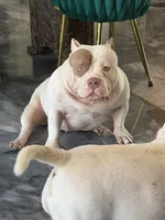 Polar Bear (POCKET EXTREME), a male American Bully for sale in Fort Myers, FL – 3 of 5