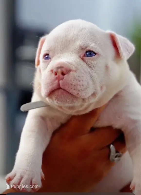 Polar Bear (POCKET EXTREME) – American Bully puppy for sale in Fort Myers, FL