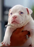 Polar Bear (POCKET EXTREME), a male American Bully for sale in Fort Myers, FL – 1 of 5